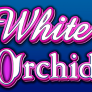 White Orchid logotyp