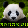 Pandas Run logotyp